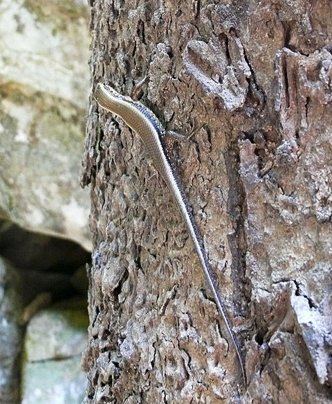 angkor