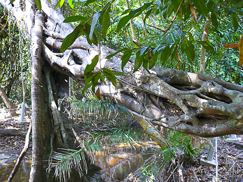 angkor