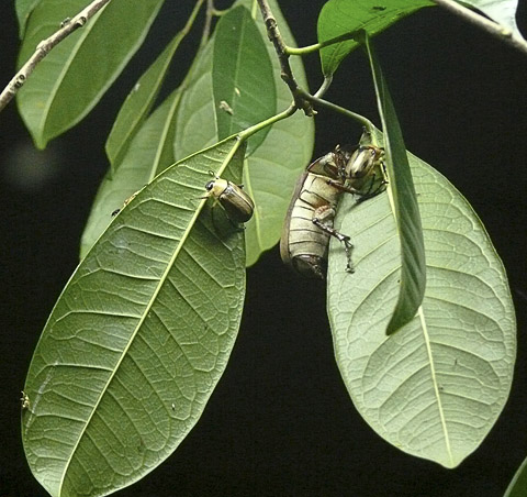 cardamom mountains