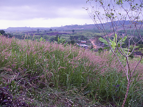 cardamom mountains