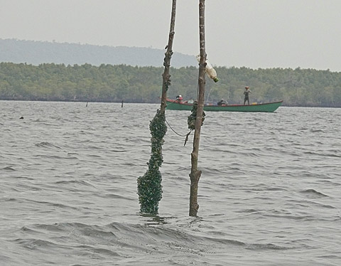 cardamom mountains