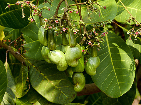 cardamom mountains