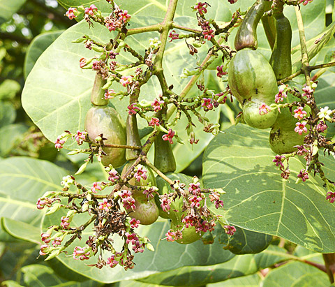 cardamom mountains