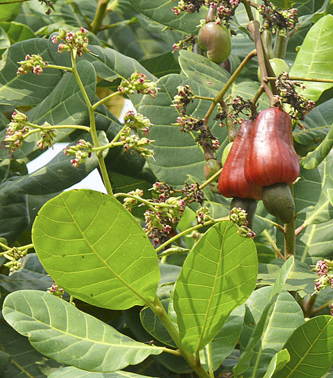 cardamom mountains