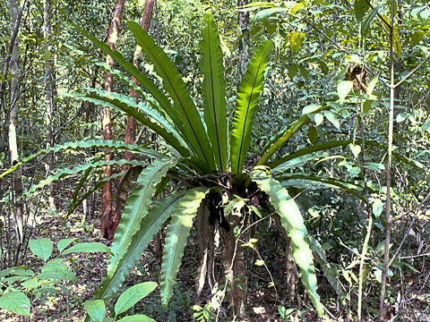 Sihanoukville