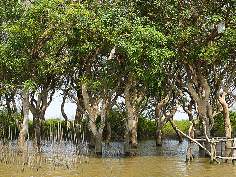 tonle sap