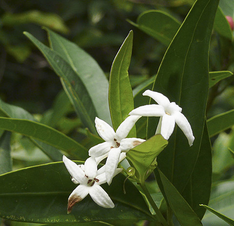 cardamom mountains