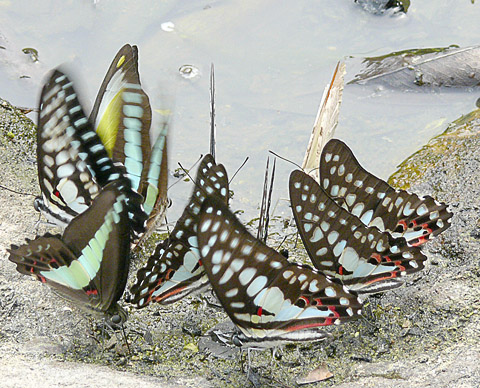 cardamom mountains