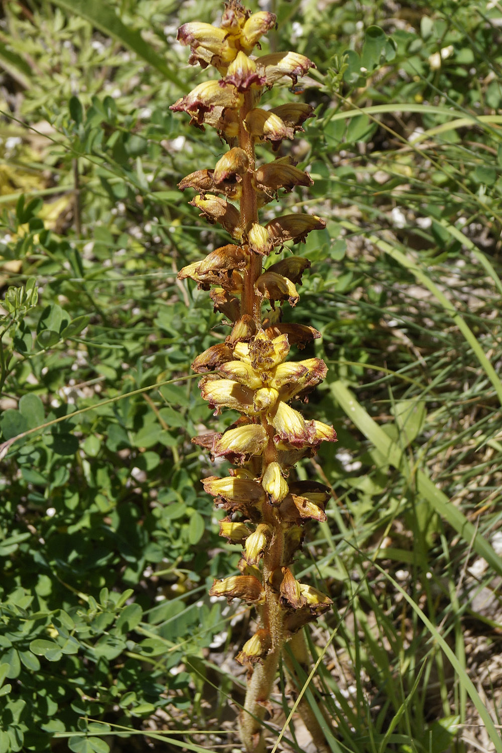 Sassotetto