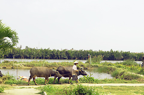 hoian